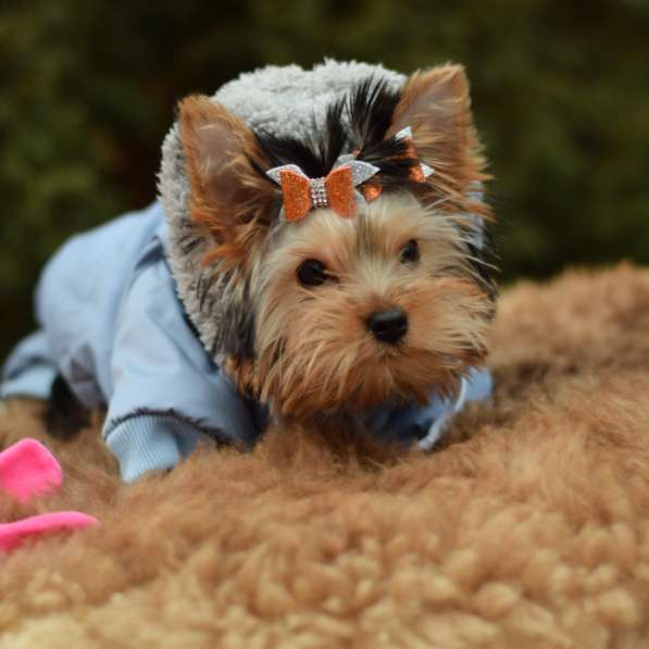 Йоркширский терьер, щенок в Ярославле