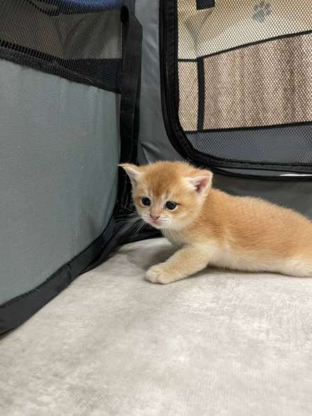 Золотая шиншилла в Туймазах фото 3