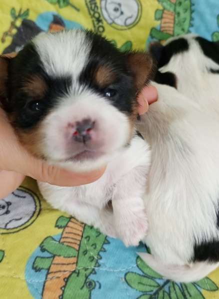 Красивые бивер йорки в Турции в фото 3