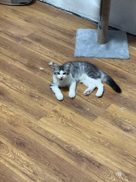 Тишка в Казани фото 4