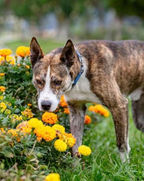 Тайсон ищет дом!!! в Москве фото 3