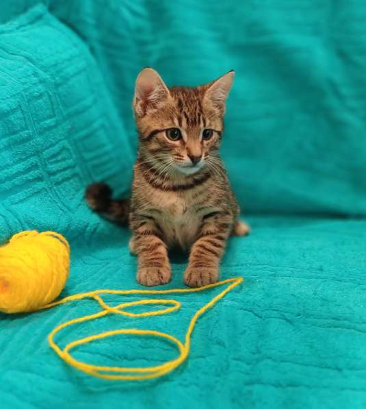 Маленькие красивые котята ищут дом в Санкт-Петербурге фото 9