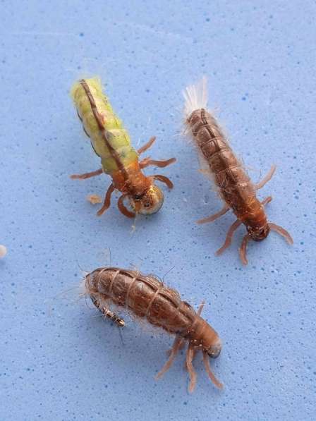 Мушки и нимфы