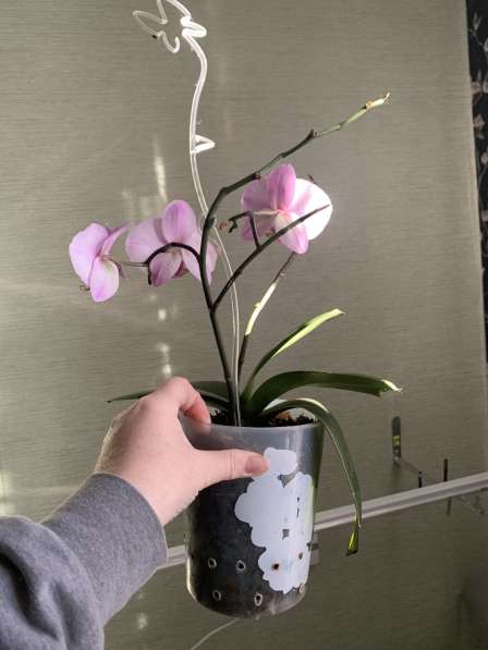 Орхидея в Брянске фото 4