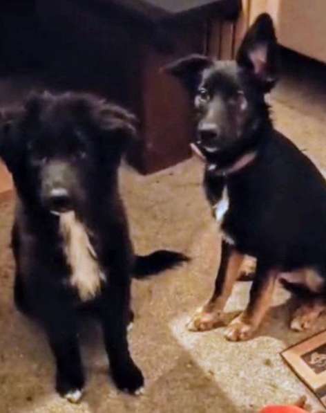 Ищем дом щенкам метисам в Химках фото 8