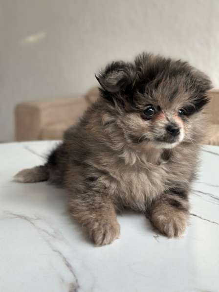 Шпиц Мерле в Москве фото 4