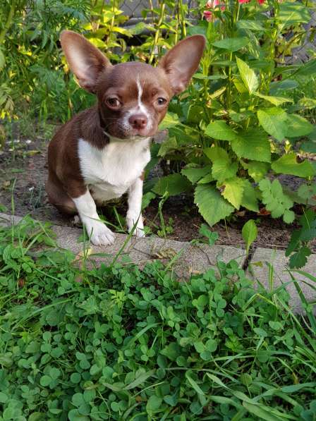 Щенок чихуахуа (кобель) в Киржаче фото 3