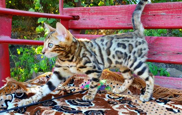 Бенгальские котята, шикарная кошечка, документы WCF, питомн в фото 14