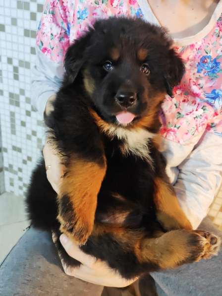 Тибетский мастиф - лучший страж на территории в Москве фото 87