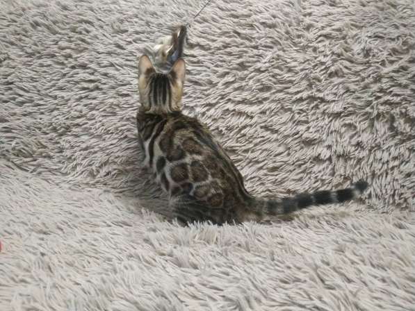 Бенгальская девочка