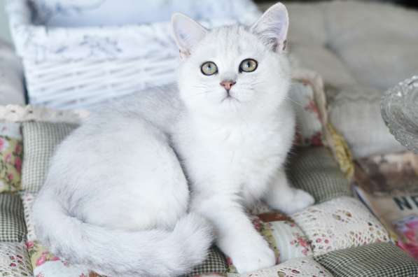 Британские котята. в драгоценных окрасах в фото 5