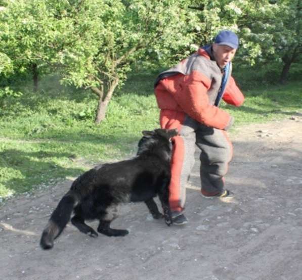 Щенки от рабочих псов в Москве