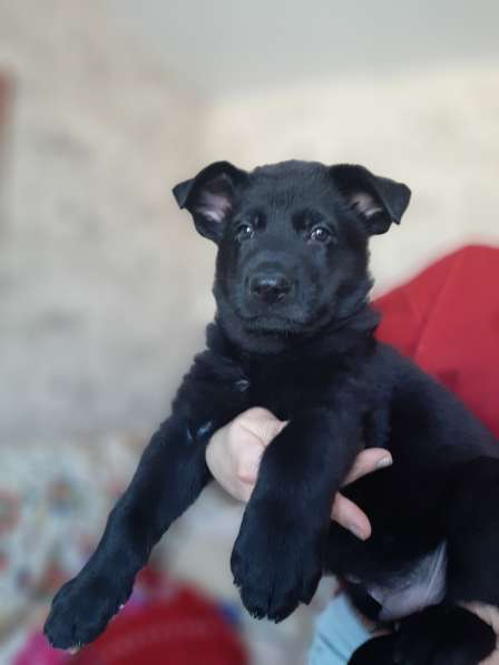 Щенок немецкой очарки черный кобель в Москве