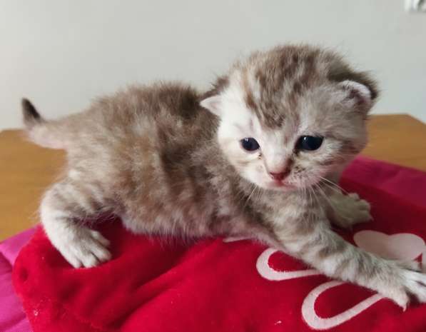 Продам двух шотландских вислоухих котят. Родословнач в фото 11