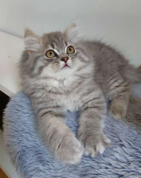 Котята Британской короткошерстной породы в фото 7