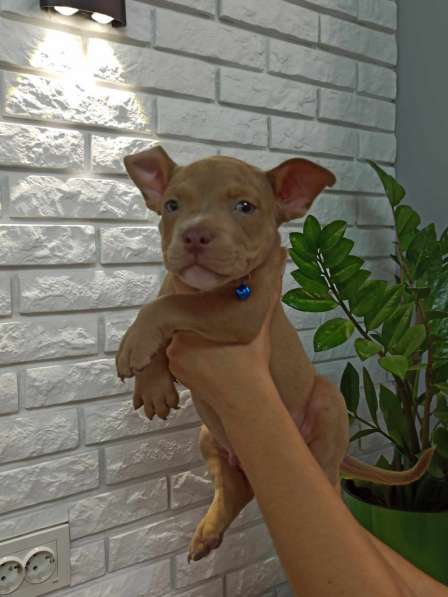 Шикарные Щенки American Bully в фото 17