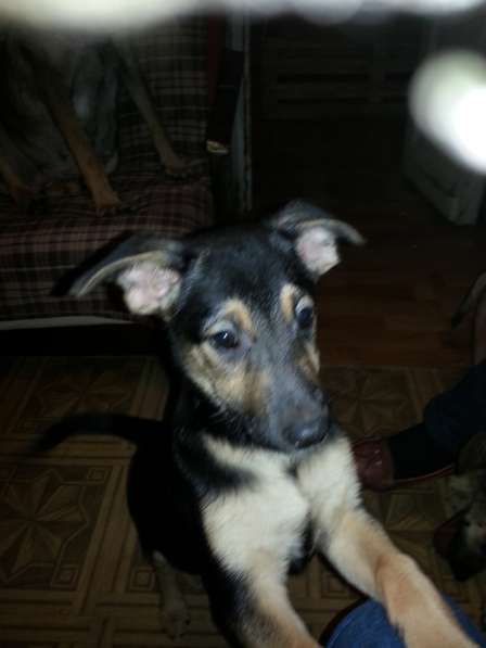 В добрые руки в Саратове фото 3