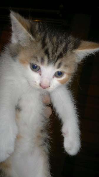 Британские полукровки в Самаре фото 8