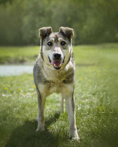 Милый оптимист Джек ищет дом в Москве фото 12