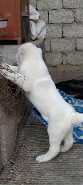 Продаются щенки алабаи от крупных родителей в фото 14