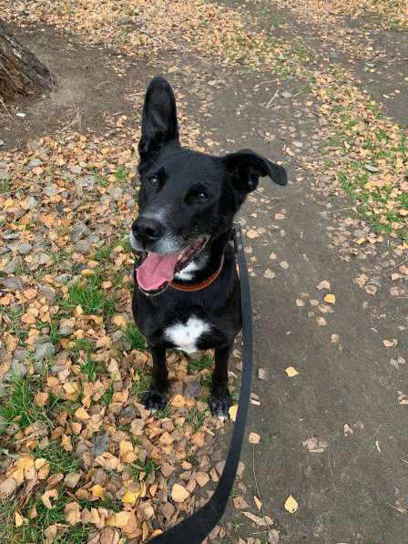 Статный красавец Виконт ищет семью в Москве фото 41