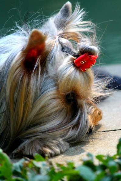 Щенки йоркширского терьера шоу класса (миники) в фото 3