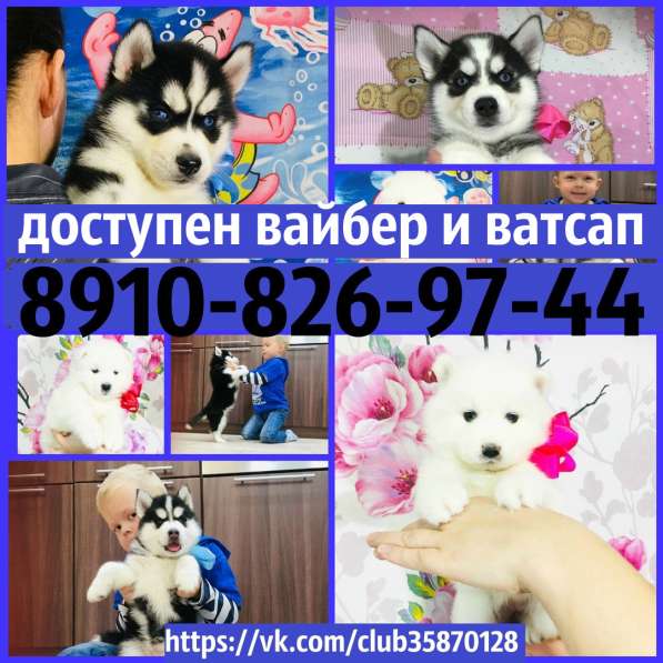 Щеночки Хаски черно-белые и белоснежные ! в Липецке