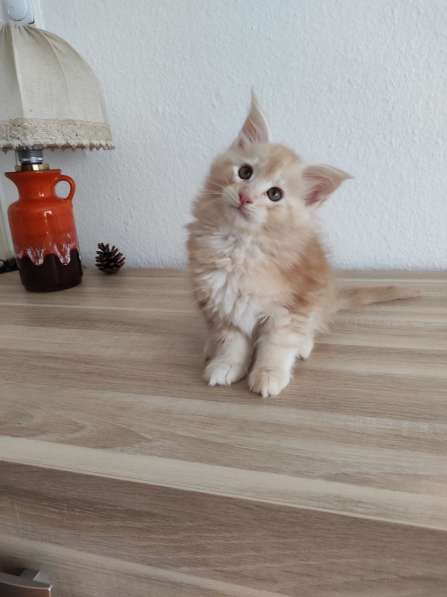 Meincoon мейн кун котята в фото 19