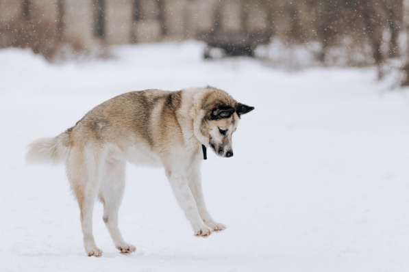 Суперактивная Халва в Москве фото 14