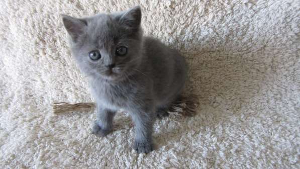 Плюшевый британский котенок в Москве фото 8