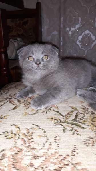 Scottish Fold в фото 3