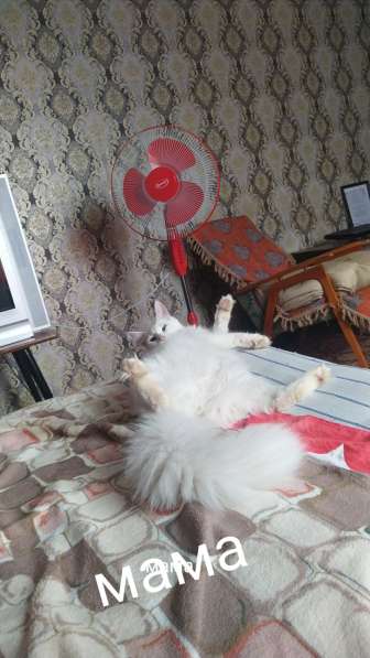 Мейн-кун котята в Краснодаре фото 8