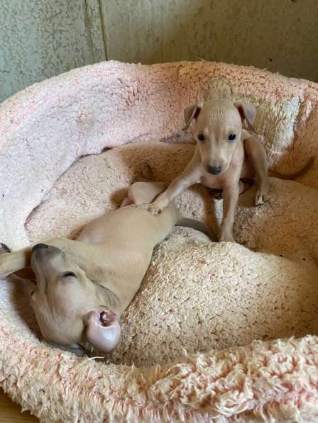 Italian greyhounds boy and girl color Isabella beige в фото 4