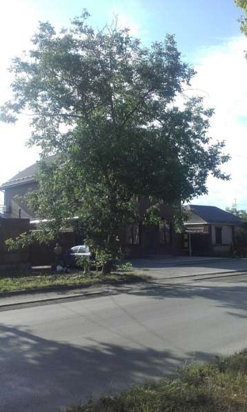 Спил деревьев в Таганроге фото 5
