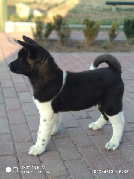 American Akita beby