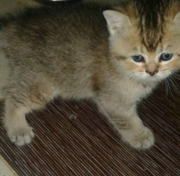 Котята девочки серебро в Пятигорске фото 4