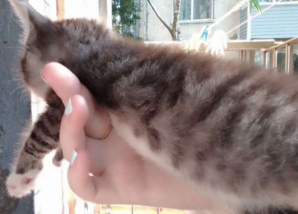 Элитная Бенгальские Снежный барс котятки в Санкт-Петербурге фото 42