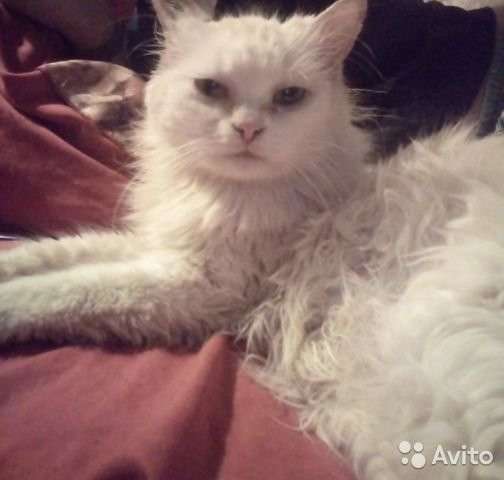 Ласковая кошечка ищет дом