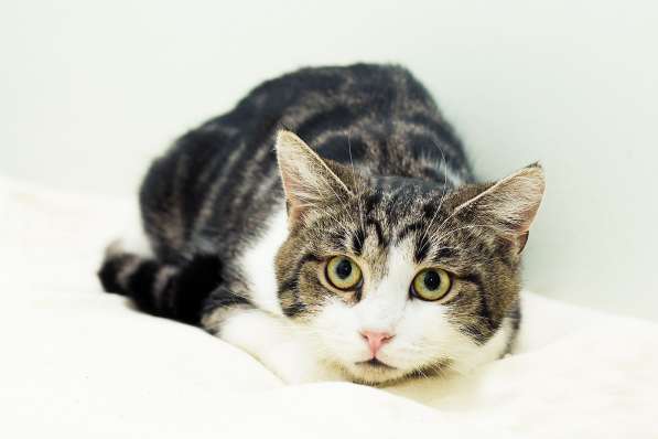 Котенок в добрые руки. Тошка-добрая душа в Москве фото 36