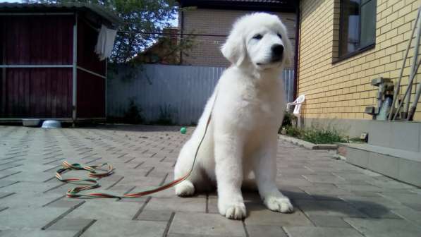 Щенки Мареммо-Абруцкая Овчарка в Краснодаре фото 12