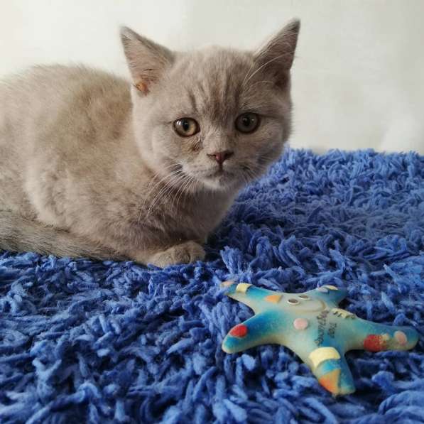 Британский мальчик в фото 3