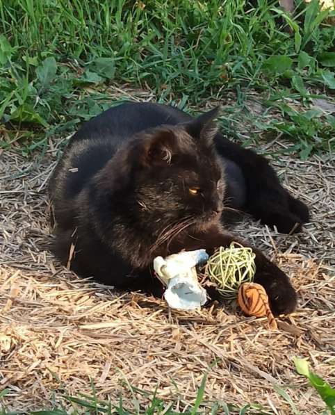 Воспитанный златоглазый котофей в Санкт-Петербурге фото 10