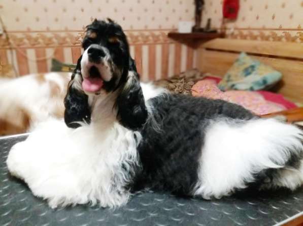 Продаются подросшие щенки в Электростале фото 10