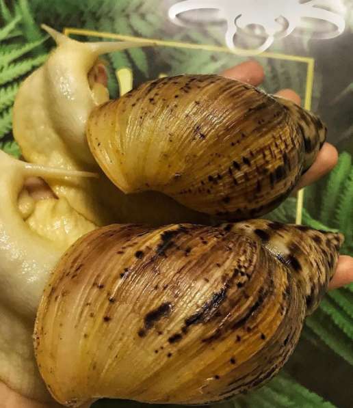 Улитки Ретикулята Альбино разнокровные в Хабаровске фото 6