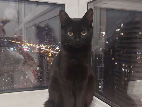 Кошка Чёрная Мамба ищет дом в Химках фото 14