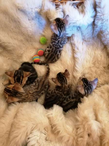 Котята в фото 8