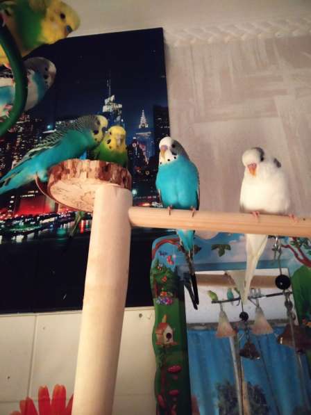 Волнистые попугаи-От Заводчика в Москве фото 3