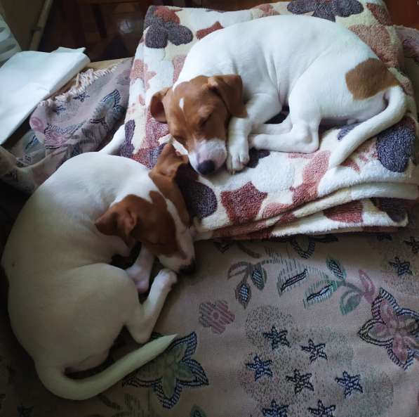 Продам Джек Рассел терьер в фото 5