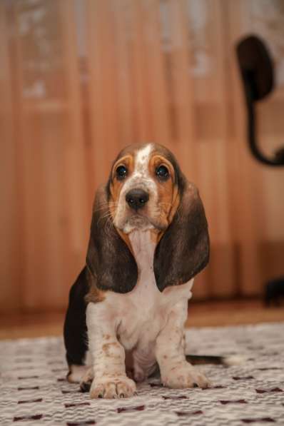 Щенки Бассет-хаунд в Армавире фото 16