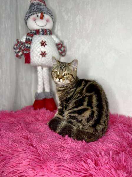 Британские короткошёрстные котята в Казани